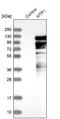 Metal Regulatory Transcription Factor 1 antibody, NBP1-86380, Novus Biologicals, Western Blot image 