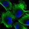 Echinoderm microtubule-associated protein-like 4 antibody, HPA036688, Atlas Antibodies, Immunofluorescence image 
