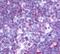 C-C Motif Chemokine Receptor 9 antibody, NLS961, Novus Biologicals, Immunohistochemistry frozen image 