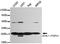 Ubiquitin C-Terminal Hydrolase L1 antibody, TA347067, Origene, Western Blot image 