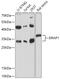 DR1 Associated Protein 1 antibody, 18-006, ProSci, Western Blot image 