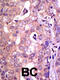 Ubiquitin Specific Peptidase 1 antibody, 61-091, ProSci, Immunohistochemistry paraffin image 