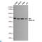 Lamin B1 antibody, LS-C813174, Lifespan Biosciences, Western Blot image 