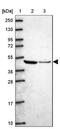 Ataxin-10 antibody, NBP2-14336, Novus Biologicals, Western Blot image 