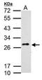 C-Type Lectin Domain Containing 5A antibody, PA5-34928, Invitrogen Antibodies, Western Blot image 