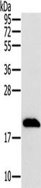 Mitochondrial Ribosomal Protein L12 antibody, TA350182, Origene, Western Blot image 