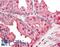 GAPDH antibody, LS-B11581, Lifespan Biosciences, Immunohistochemistry paraffin image 