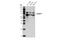 Ran-binding protein 3 antibody, 93706S, Cell Signaling Technology, Western Blot image 