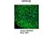 Defensin Beta 129 antibody, A15783, Boster Biological Technology, Immunohistochemistry frozen image 