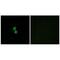 Chemokine Like Factor antibody, PA5-50011, Invitrogen Antibodies, Immunofluorescence image 