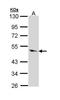 Caspase 9 antibody, TA308861, Origene, Western Blot image 