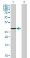 Ral GEF With PH Domain And SH3 Binding Motif 1 antibody, H00009649-B02P, Novus Biologicals, Western Blot image 