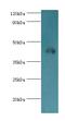 Cytoplasmic protein NCK1 antibody, MBS1492286, MyBioSource, Western Blot image 