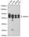 BAI1 Associated Protein 2 antibody, 19-599, ProSci, Western Blot image 