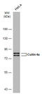 Cullin-4A antibody, GTX634165, GeneTex, Western Blot image 
