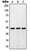 Probable G-protein coupled receptor 171 antibody, orb215151, Biorbyt, Western Blot image 