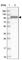 Exocyst Complex Component 1 antibody, HPA037706, Atlas Antibodies, Western Blot image 