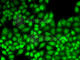 JunB Proto-Oncogene, AP-1 Transcription Factor Subunit antibody, A5290, ABclonal Technology, Immunofluorescence image 