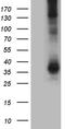 Aquaporin-8 antibody, TA810725S, Origene, Western Blot image 