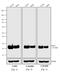 Mouse IgG (H+L) antibody, A16166, Invitrogen Antibodies, Western Blot image 