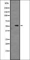EBF Transcription Factor 1 antibody, orb337019, Biorbyt, Western Blot image 
