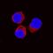 Interleukin 10 antibody, AF1605, R&D Systems, Immunocytochemistry image 