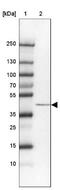Saccharopine Dehydrogenase (Putative) antibody, NBP2-13287, Novus Biologicals, Western Blot image 
