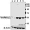 VANGL Planar Cell Polarity Protein 1 antibody, A07587-2, Boster Biological Technology, Western Blot image 