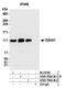 DDHD Domain Containing 1 antibody, A305-756A-M, Bethyl Labs, Immunoprecipitation image 