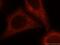 UV Radiation Resistance Associated antibody, 19571-1-AP, Proteintech Group, Immunofluorescence image 