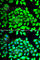Chloride Voltage-Gated Channel 7 antibody, A6886, ABclonal Technology, Immunofluorescence image 