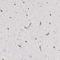 Neurite Extension And Migration Factor antibody, HPA000407, Atlas Antibodies, Immunohistochemistry frozen image 