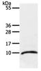 C-C Motif Chemokine Ligand 3 Like 3 antibody, orb107480, Biorbyt, Western Blot image 