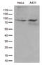 Junction Plakoglobin antibody, TA812398, Origene, Western Blot image 
