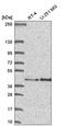 Family With Sequence Similarity 107 Member B antibody, HPA058814, Atlas Antibodies, Western Blot image 