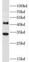 JAM-2 antibody, FNab04435, FineTest, Western Blot image 