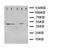 Prostaglandin E Receptor 1 antibody, LS-C312739, Lifespan Biosciences, Western Blot image 