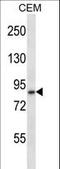 Disintegrin and metalloproteinase domain-containing protein 11 antibody, LS-C156037, Lifespan Biosciences, Western Blot image 