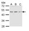 Ectonucleoside Triphosphate Diphosphohydrolase 5 (Inactive) antibody, LS-B8926, Lifespan Biosciences, Western Blot image 