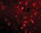 SLIT And NTRK Like Family Member 2 antibody, orb88748, Biorbyt, Immunofluorescence image 