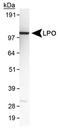 Lactoperoxidase antibody, TA336542, Origene, Western Blot image 