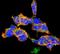 O-Linked N-Acetylglucosamine antibody, NBP2-59309, Novus Biologicals, Immunocytochemistry image 