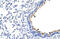 Zinc Finger Protein 16 antibody, 28-964, ProSci, Immunohistochemistry paraffin image 