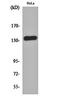 Cadherin 1 antibody, orb160843, Biorbyt, Western Blot image 