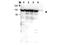 Myosin IG antibody, A08448, Boster Biological Technology, Immunoprecipitation image 