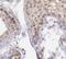 Valosin Containing Protein Lysine Methyltransferase antibody, FNab01020, FineTest, Immunohistochemistry frozen image 