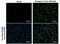Dengue Virus Type II antibody, PA5-32196, Invitrogen Antibodies, Immunofluorescence image 