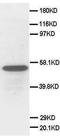 Secretogranin-3 antibody, LS-C171840, Lifespan Biosciences, Western Blot image 