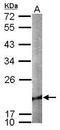 Cofilin 2 antibody, TA308500, Origene, Western Blot image 
