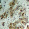 Akt antibody, LS-C358909, Lifespan Biosciences, Immunohistochemistry frozen image 